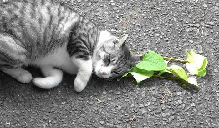 Vì sao mèo lại thích cây catnip?