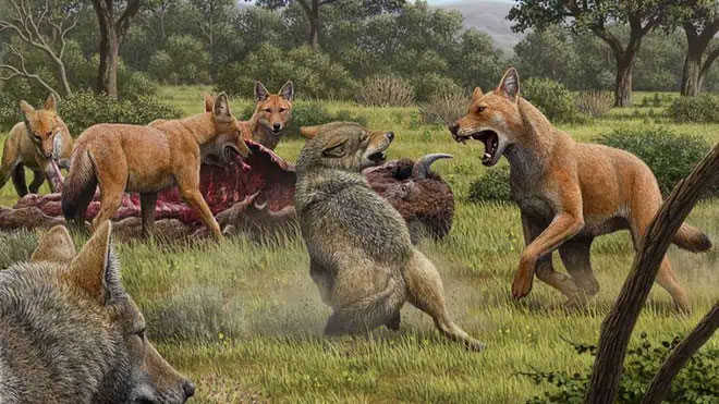 Giới nghiên cứu đã nhầm, Dire Wolves hoàn toàn không phải là sói