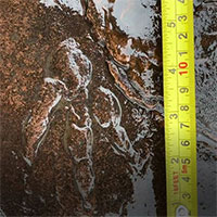 Dạo biển, bé gái 4 tuổi phát hiện "báu vật" 220 triệu năm