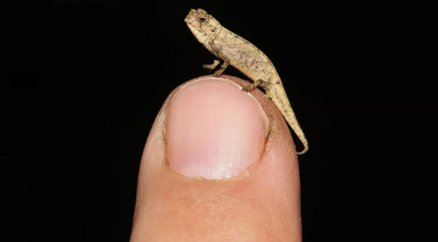 Tắc kè hoa Brookesia nana.