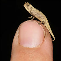Brookesia nana - Loài bò sát nhỏ nhất thế giới