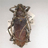 Tìm thấy xác đôi bọ cánh cứng nguyên vẹn 4.000 năm trong khúc gỗ