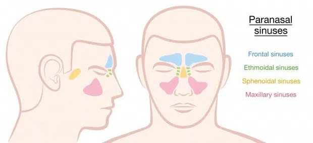 Rất nhiều bộ phận cơ thể chúng ta sẽ 