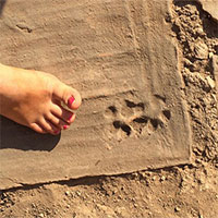 Phát hiện dấu chân và hình vẽ động vật 1.500 năm tuổi