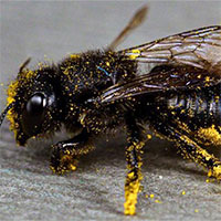 Hàng nghìn loài ong "biến mất" trong 30 năm