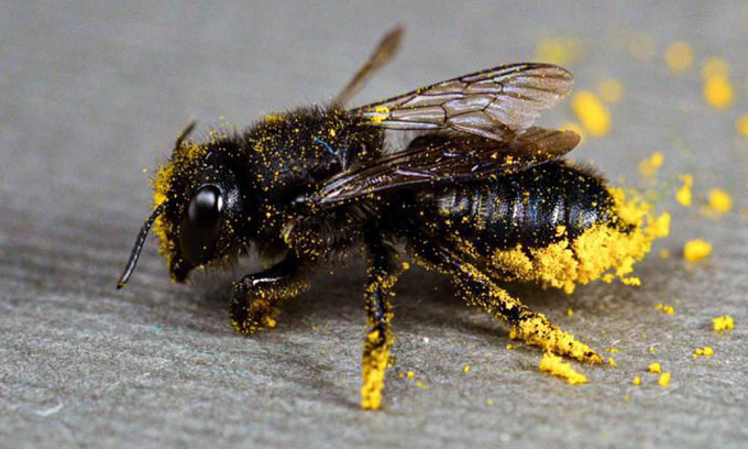 Ong có vai trò quan trọng vì giúp con người thụ phấn cho cây trồng.