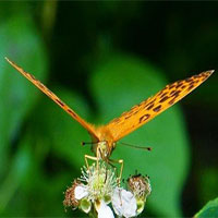 Giải mã bí ẩn về cú đập cánh của loài bướm