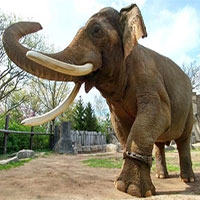Nặng hàng tấn nhưng voi châu Á hiếm khi bị thừa cân