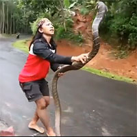 Video: Thất kinh cảnh cô gái tay không tóm gọn rắn hổ mang chúa khổng lồ