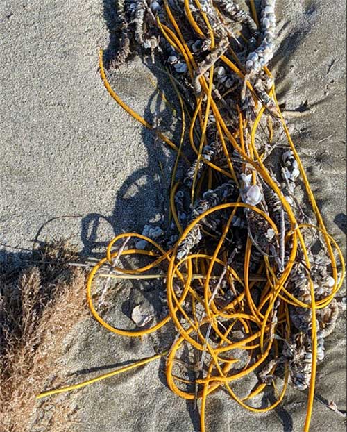 Roi biển màu vàng xuất hiện trên bãi biển Texas, Mỹ.