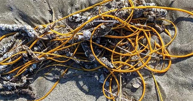 “Cuộn dây thừng” trên bãi biển thực ra là một sinh vật kỳ lạ