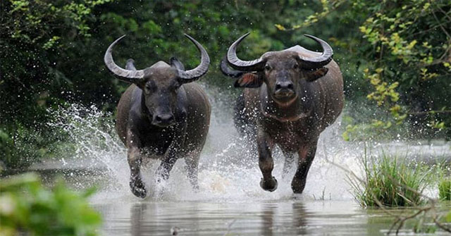 Nhân năm Sửu nói về các giống trâu trên thế giới - KhoaHoc.tv