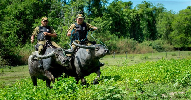Cưỡi trâu tuần tra - Nét độc đáo của cảnh sát Brazil