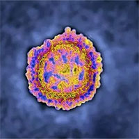 Biến chủng B1525 của virus corona nguy hiểm đến mức nào?