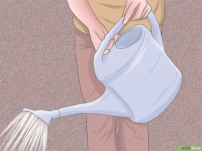 Cách trồng lại hoa ly sau Tết