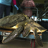 Giải cứu hàng nghìn con rùa biển có nguy cơ chết rét ở Texas