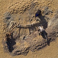 Kho tàng xương khủng long mắc kẹt ở sa mạc Sahara vì dịch Covid-19