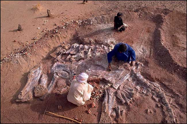Kho tàng xương khủng long mắc kẹt ở sa mạc Sahara vì dịch Covid-19