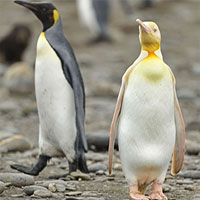 Phát hiện chim cánh cụt màu vàng kỳ lạ, "hiếm có khó tìm"