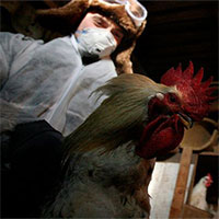 Nga phát hiện loại cúm H5N8 mới lây từ động vật sang người