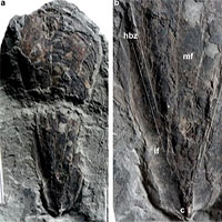 Phát hiện hóa thạch 30 triệu năm của mực ma cà rồng
