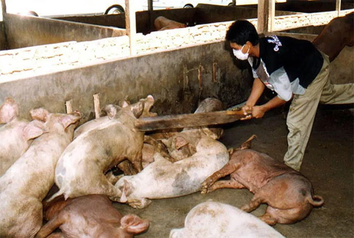 Cảnh báo virus từ dơi gây phù não có thể là đại dịch tiếp theo