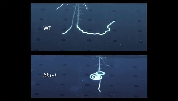Một số rễ lúa đâm thẳng xuống lòng đất thay vì uốn cong.