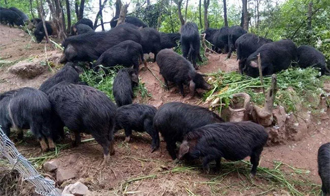Giống lợn thơm giá 6,5 triệu/kg, người sành ăn ví như nhân sâm động vật