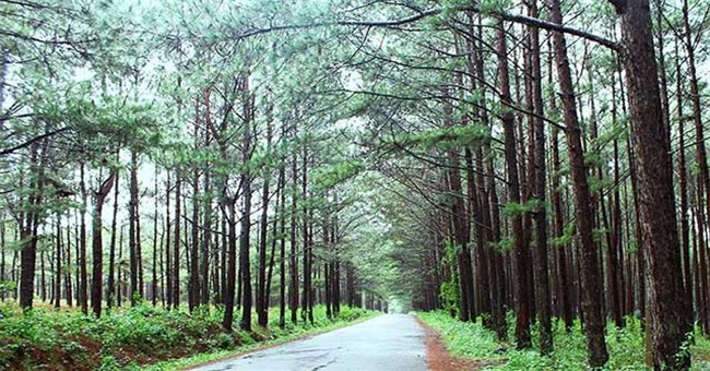 Tại sao đi bộ trong rừng thông lại khiến chúng ta cảm thấy sảng khoái?