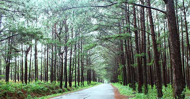 Tại sao đi bộ trong rừng thông lại khiến chúng ta cảm thấy sảng khoái ...