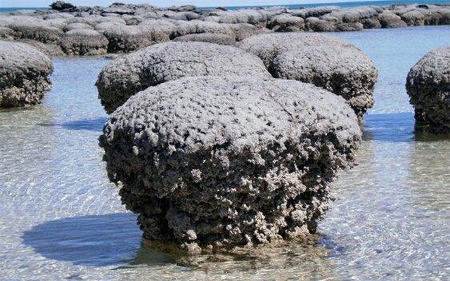 Hóa thạch sự sống sớm nhất trên Trái đất có sự tồn tại của virus?