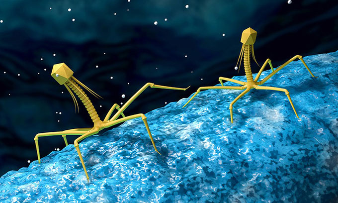 Có thể bạn chưa biết: Ruột người chứa hơn 140.000 loài virus