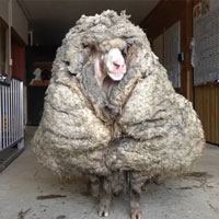 Cừu hoang chật vật với 35,4 kg lông trên cơ thể