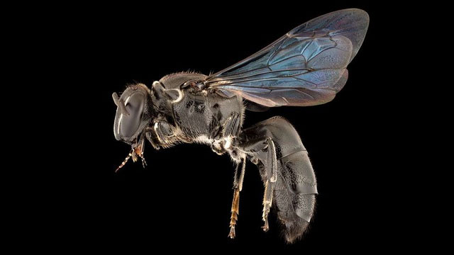 Loài ong Pharohylaeus lactiferus.
