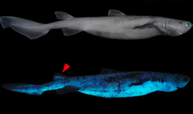 Cá mập có thể phát sáng để ngụy trang nhằm bảo vệ khỏi sự tấn công từ bên dưới.