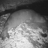 Phát hiện nơi sinh sản của loài hải cẩu hiếm nhất thế giới
