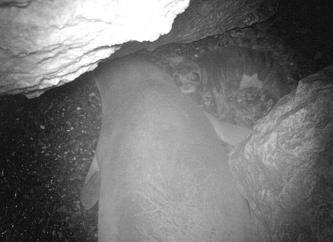 Bẫy camera cho thấy một con hải cẩu thầy tu mới sinh ở Cyprus.