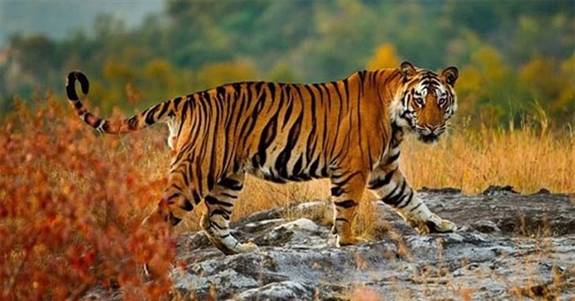 Vì sao hổ dễ dàng phát hiện con mồi ngay cả trong bóng tối?