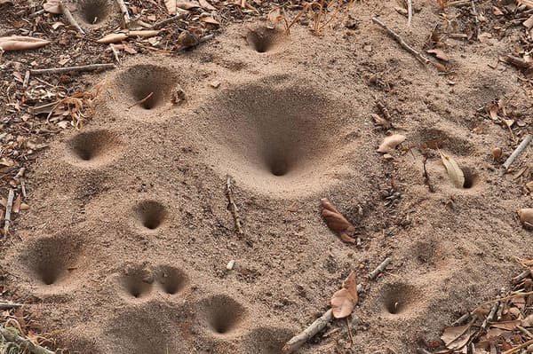 Những chiếc lỗ do ấu trùng kiến sư tử đào.