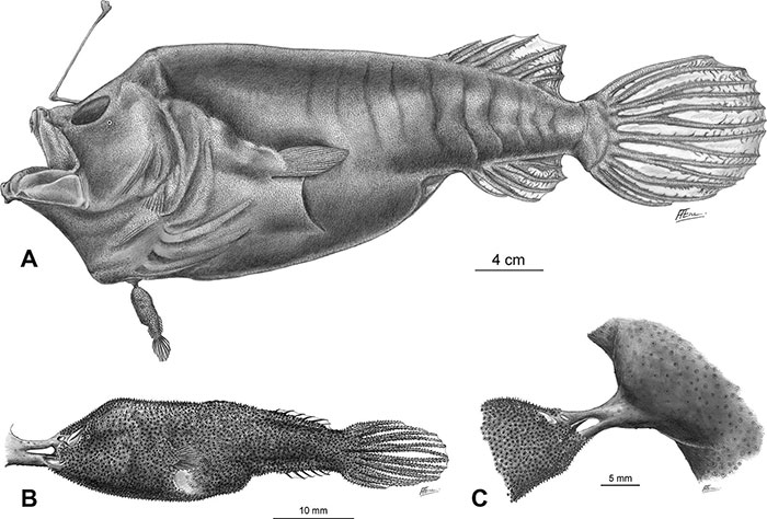 Tập tính giao phối kỳ quái bậc nhất thế giới động vật của cá cần câu Anglerfish