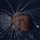 Tập tính giao phối kỳ quái bậc nhất thế giới động vật của cá cần câu Anglerfish