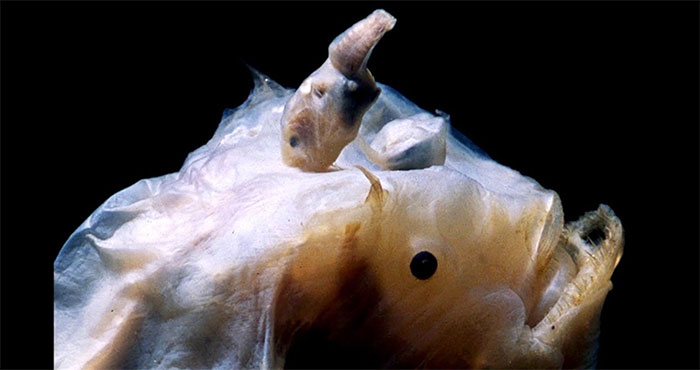 Tập tính giao phối kỳ quái bậc nhất thế giới động vật của cá cần câu Anglerfish