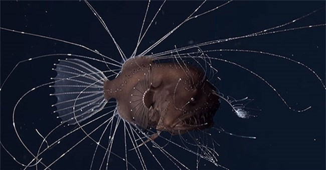 Tập tính giao phối kỳ quái bậc nhất thế giới động vật của cá cần câu Anglerfish