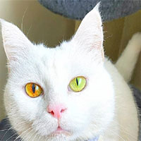 Con mèo có màu mắt thay đổi theo thời tiết