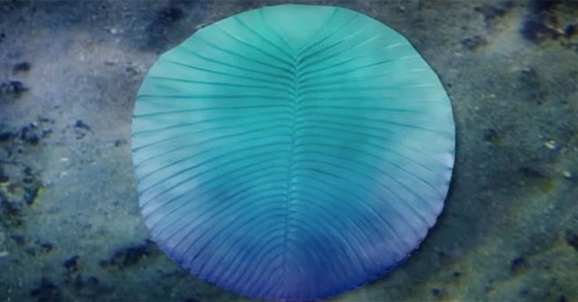 Sinh vật không đầu nửa tỉ tuổi mang đặc điểm tương đồng… con người