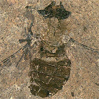 Phát hiện hóa thạch ruồi "chết no" 47 triệu năm tuổi