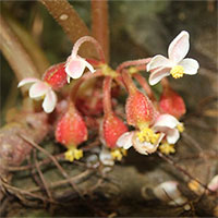 Nhà khoa học Việt phát hiện loài hoa mới cực quý hiếm