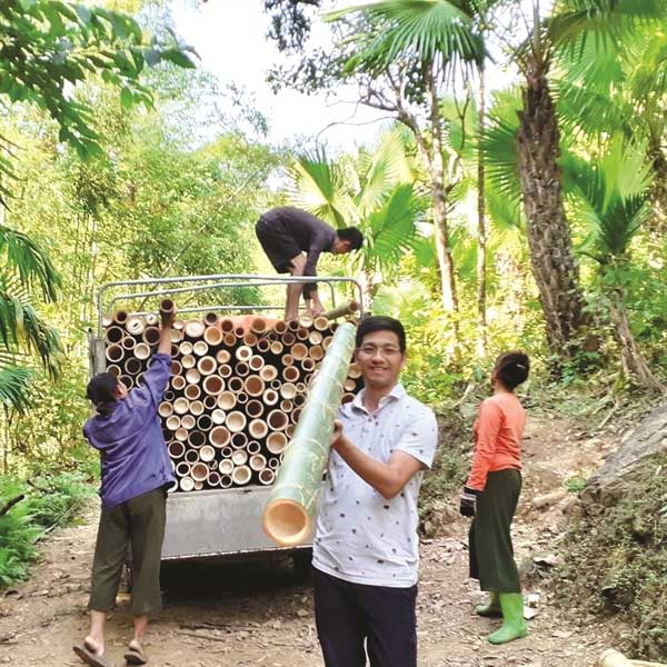 Công nghiệp “thép xanh” từ cây tre