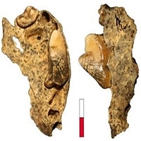 Phát hiện hài cốt "sói biến hình" 16.000 năm trong hang động ở Đức