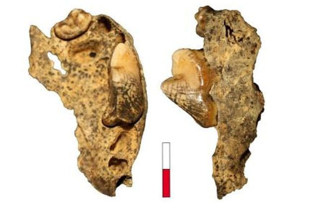 Phát hiện hài cốt 